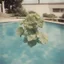 Placeholder: Hydrangea in a swimming pool, old polaroid 1960s