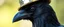 Placeholder: crow dad, faceted portrait, wearing mirrror hat
