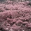 Placeholder: Pink moss in the 1970s, analog photography with white, damaged