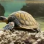 Placeholder: turtle zoo