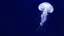 Placeholder: The image is a digital photograph depicting a marine scene with two translucent jellyfish swimming gracefully against a dark blue background. The jellyfish have a soft, glowing appearance with long, descending tentacles and a slightly pinkish hue on their bell-shaped tops. The layout is horizontal, which conveys the ethereal movement of the jellyfish.