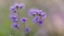 Placeholder: Small purple flowers, close-up, blurred background 4K,