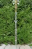 Placeholder: A large silver and Gold spear weapon covered in rose's and thorns, realistic, fantasy,