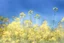 Placeholder: bottom is detailed canola flowers blooming with green stems, top is sky, photography,