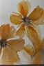 Placeholder: Watercolor flowers; Georgia O'keefe