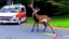 Placeholder: lady upset after hitting deer with her budget moving van car