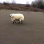 Placeholder: attack sheep