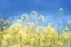 Placeholder: bottom is detailed canola flowers blooming with green stems, top is sky, photography,