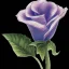 Placeholder: purple flower