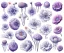 Placeholder: Vector anemone set illustration. Watercolor white backdrop