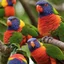 Placeholder: Rainbow Lorikeet