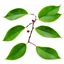 Placeholder: unconnected plum-cherry leaves on white background, stock image