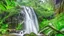 Placeholder: water fall in a rain forest