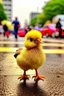 Placeholder: The little chicken is cute and cute and very small in shock and standing in a public street.