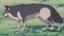 Placeholder: wolf