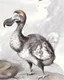 Placeholder: John James Audubon-like illustration of a fully uncropped Dodo bird and a Platypus in a landscape of warm yellows, warm reds, and warm blues