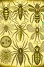 Placeholder: vintage, gothic, steampunk drawings of insects, sepia toned