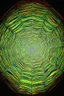 Placeholder: toxic web; neo-surrealistic optical art