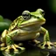 Placeholder: frog