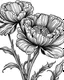 Placeholder: real massive Carnation flower coloring page