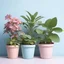 Placeholder: Plants in flowerpots in light pastel colors as well as light blue, pink, purple, yellow and light green! Everything on a light background to remove