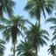 Placeholder: palm trees