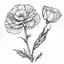 Placeholder: draw me perfect outline of Carnation flower