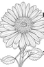Placeholder: Gerbera daisy coloring page