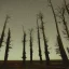 Placeholder: trees against a stary sky