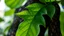 Placeholder: hi tech, fashion designer, 3d printing, sustainability, innovation, fashion, nature, leaf