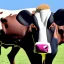 Placeholder: joe biden as a cow