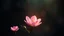 Placeholder: 優しさの花、心に咲く, 穏やかな風、心を包み込む。 自己抑制の力、静かなる美徳, 調和の舞台、世界に響く。 思いやりの言葉、優しさの微笑み, 他を思いやり、共に歩む喜び。 心の中に静かに寄り添い, 慈愛の光、道を照らす。 自己を抑え、深い湖面のように穏やか, 怒りの波を静め、平和を広げる。 調和の心、自分と世界をつなぐ, 優しさと柔らかな自制、美しき美徳。