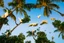 Placeholder: cockatoos, tropical paradise island, sunset