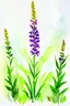 Placeholder: Linaria vulgaris flower watercolor wet and wet