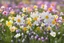 Placeholder: spring flowers