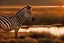 Placeholder: Zebra with blood looking at a lake during sunset