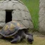 Placeholder: turtle and castle