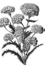 Placeholder: Achillea flower BLACK WITHE DRAWING