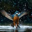 Placeholder: Kingfisher flying on a pond, water splashing around and sky blue theme and heavy rain and cooler temperature