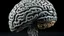 Placeholder: دماغ