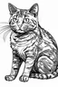 Placeholder: CAT clipart line art