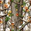 Placeholder: detailed Real Tree Camouflage made of sticks, twigs, tree bark, green pine branches, dried maple leaves, snow and dirt, white background, seamless repeatable texture camo pattern