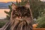 Placeholder: long haired cat with dark brown and black horizontal stripes. Dark brown and black vertical stripes on head, Sorrento at sunset in background, fluffy tail, dark chest