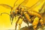 Placeholder: A golden yellow cyber elemental hornet painted by Albrecht Durer