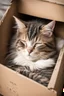 Placeholder: A cat sleeping peacefully in an old cardboard box