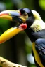 Placeholder: hornbill