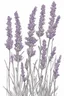 Placeholder: outline art of Lavender no colour , White background. sketch style, clean line art, white background, no shadow and clear, no people, no colour