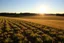 Placeholder: clearing next to an ideal farm field, sunny afternood, product photo setting, mid-level horizon, taken from 15 feet up