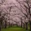 Placeholder: The cherry blossoms in the forest