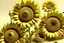 Placeholder: 3d,sunflowers,patterns,minimalism,